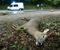 Una sentencia que condena a un Tecor provoca gran polémica entre cazadores por la responsabilidad en accidentes de tráfico